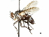  (Euthelaira - CCDB-31127-H09)  @11 [ ] CreativeCommons - Attribution (2017) CBG Photography Group Centre for Biodiversity Genomics
