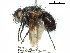  (Ptilodexia anthracina - CCDB-31128-A03)  @11 [ ] CreativeCommons - Attribution (2017) CBG Photography Group Centre for Biodiversity Genomics