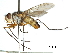  (Philippodexia - CCDB-31128-A08)  @11 [ ] CreativeCommons - Attribution (2017) CBG Photography Group Centre for Biodiversity Genomics