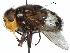  (Amphibolia - CCDB-31128-A12)  @11 [ ] CreativeCommons - Attribution (2017) CBG Photography Group Centre for Biodiversity Genomics