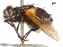  (Chetogaster - CCDB-31128-B01)  @11 [ ] CreativeCommons - Attribution (2017) CBG Photography Group Centre for Biodiversity Genomics