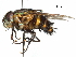  (Formosia - CCDB-31128-B02)  @11 [ ] CreativeCommons - Attribution (2017) CBG Photography Group Centre for Biodiversity Genomics