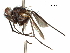  (Doleschallini - CCDB-31128-C05)  @11 [ ] CreativeCommons - Attribution (2017) CBG Photography Group Centre for Biodiversity Genomics