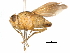  (Phasiops - CCDB-31128-C07)  @11 [ ] CreativeCommons - Attribution (2017) CBG Photography Group Centre for Biodiversity Genomics