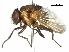  (Myiophaea - CCDB-31128-E05)  @11 [ ] CreativeCommons - Attribution (2017) CBG Photography Group Centre for Biodiversity Genomics