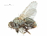  (Pachyceramyia - CCDB-31128-E07)  @11 [ ] CreativeCommons - Attribution (2017) CBG Photography Group Centre for Biodiversity Genomics
