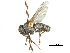  ( - CCDB-31128-E12)  @11 [ ] CreativeCommons - Attribution (2017) CBG Photography Group Centre for Biodiversity Genomics