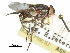  (Rhinomusca - CCDB-31128-F06)  @11 [ ] CreativeCommons - Attribution (2017) CBG Photography Group Centre for Biodiversity Genomics