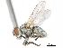  ( - CCDB-31128-F10)  @11 [ ] CreativeCommons - Attribution (2017) CBG Photography Group Centre for Biodiversity Genomics