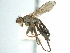  (Allomyella frigida - CCDB-31128-G02)  @11 [ ] CreativeCommons - Attribution (2017) CBG Photography Group Centre for Biodiversity Genomics