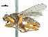  ( - CCDB-31128-G09)  @11 [ ] CreativeCommons - Attribution (2017) CBG Photography Group Centre for Biodiversity Genomics