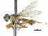  ( - CCDB-31128-G10)  @11 [ ] CreativeCommons - Attribution (2017) CBG Photography Group Centre for Biodiversity Genomics