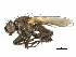  ( - CCDB-31128-H02)  @11 [ ] CreativeCommons - Attribution (2017) CBG Photography Group Centre for Biodiversity Genomics