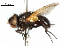  (Gnadochaeta oregonensis - CCDB-31128-H04)  @11 [ ] CreativeCommons - Attribution (2017) CBG Photography Group Centre for Biodiversity Genomics