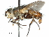  ( - CCDB-31128-H05)  @11 [ ] CreativeCommons - Attribution (2017) CBG Photography Group Centre for Biodiversity Genomics