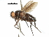  ( - CCDB-31128-H10)  @11 [ ] CreativeCommons - Attribution (2017) CBG Photography Group Centre for Biodiversity Genomics