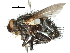  ( - CCDB-31129-A07)  @11 [ ] CreativeCommons - Attribution (2017) CBG Photography Group Centre for Biodiversity Genomics