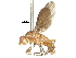  ( - CCDB-31129-B10)  @11 [ ] CreativeCommons - Attribution (2017) CBG Photography Group Centre for Biodiversity Genomics