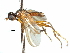  ( - CCDB-31129-C06)  @11 [ ] CreativeCommons - Attribution (2017) CBG Photography Group Centre for Biodiversity Genomics