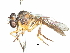  (Ommatius kempi - CCDB-31129-D02)  @11 [ ] CreativeCommons - Attribution (2017) CBG Photography Group Centre for Biodiversity Genomics