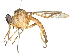  (Ommatius jairajpurii - CCDB-31129-D03)  @11 [ ] CreativeCommons - Attribution (2017) CBG Photography Group Centre for Biodiversity Genomics