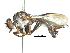  (Ommatius excurrens - CCDB-31129-D04)  @11 [ ] CreativeCommons - Attribution (2017) CBG Photography Group Centre for Biodiversity Genomics