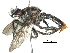  ( - CCDB-31129-D06)  @11 [ ] CreativeCommons - Attribution (2017) CBG Photography Group Centre for Biodiversity Genomics