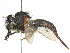  ( - CCDB-31129-E02)  @13 [ ] CreativeCommons - Attribution (2017) CBG Photography Group Centre for Biodiversity Genomics