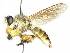  (Megaphorus pulchrus - CCDB-31129-E07)  @11 [ ] CreativeCommons - Attribution (2017) CBG Photography Group Centre for Biodiversity Genomics