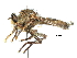  (Promachus bastardii - CCDB-31129-F02)  @11 [ ] CreativeCommons - Attribution (2017) CBG Photography Group Centre for Biodiversity Genomics