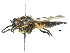  (Promachus cothurnatus - CCDB-31129-F03)  @11 [ ] CreativeCommons - Attribution (2017) CBG Photography Group Centre for Biodiversity Genomics