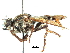  ( - CCDB-31129-G04)  @11 [ ] CreativeCommons - Attribution (2017) CBG Photography Group Centre for Biodiversity Genomics