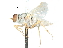 ( - CCDB-31129-H01)  @11 [ ] CreativeCommons - Attribution (2017) CBG Photography Group Centre for Biodiversity Genomics