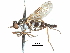  ( - CCDB-31129-H08)  @11 [ ] CreativeCommons - Attribution (2017) CBG Photography Group Centre for Biodiversity Genomics