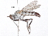  (Laphystia texensis - CCDB-31121-A03)  @11 [ ] CreativeCommons - Attribution (2017) CBG Photography Group Centre for Biodiversity Genomics