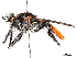  (Andrenosoma formidolosa - CCDB-31121-B01)  @11 [ ] CreativeCommons - Attribution (2017) CBG Photography Group Centre for Biodiversity Genomics
