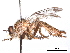  (Asiola - CCDB-31121-D07)  @11 [ ] CreativeCommons - Attribution (2017) CBG Photography Group Centre for Biodiversity Genomics