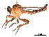  (Clephydroneura - CCDB-31121-D11)  @11 [ ] CreativeCommons - Attribution (2017) CBG Photography Group Centre for Biodiversity Genomics