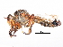  (Oligoschema - CCDB-31121-H01)  @11 [ ] CreativeCommons - Attribution (2017) CBG Photography Group Centre for Biodiversity Genomics