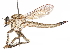  (Promachus fraterculus - CCDB-31121-H04)  @11 [ ] CreativeCommons - Attribution (2017) CBG Photography Group Centre for Biodiversity Genomics