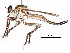  ( - CCDB-31121-H07)  @11 [ ] CreativeCommons - Attribution (2017) CBG Photography Group Centre for Biodiversity Genomics