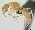  (Camponotus MG094b - CASENT0497985-D01)  @13 [ ] Unspecified (default): All Rights Reserved  Unspecified Unspecified