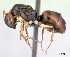  (Camponotus MG153 - CASENT0134210-D01)  @13 [ ] CreativeCommons - Attribution Non-Commercial No Derivatives (2011) Brian Fisher California Academy of Sciences