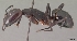  (Camponotus gouldi - CASENT0064332-D01)  @13 [ ] Unspecified (default): All Rights Reserved  Unspecified Unspecified