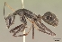  (Camponotus butteli - CASENT0192141-D01)  @13 [ ] Unspecified (default): All Rights Reserved  Unspecified Unspecified