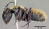 (Camponotus darwinii - CASENT0125375-D01)  @13 [ ] Unspecified (default): All Rights Reserved  Unspecified Unspecified