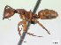  (Camponotus MG089 - CASENT0067564-D01)  @13 [ ] Unspecified (default): All Rights Reserved  Unspecified Unspecified