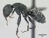  (Camponotus auropubens - CASENT0133783-D01)  @13 [ ] CreativeCommons - Attribution Non-Commercial No Derivatives (2011) Brian Fisher California Academy of Sciences