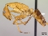  (Camponotus sambiranoensis - CASENT0192146-D01)  @13 [ ] CreativeCommons - Attribution Non-Commercial No Derivatives (2011) Brian Fisher California Academy of Sciences