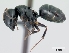  (Camponotus galoko - CASENT0494053-D01)  @13 [ ] CreativeCommons - Attribution Non-Commercial No Derivatives (2011) Brian Fisher California Academy of Sciences